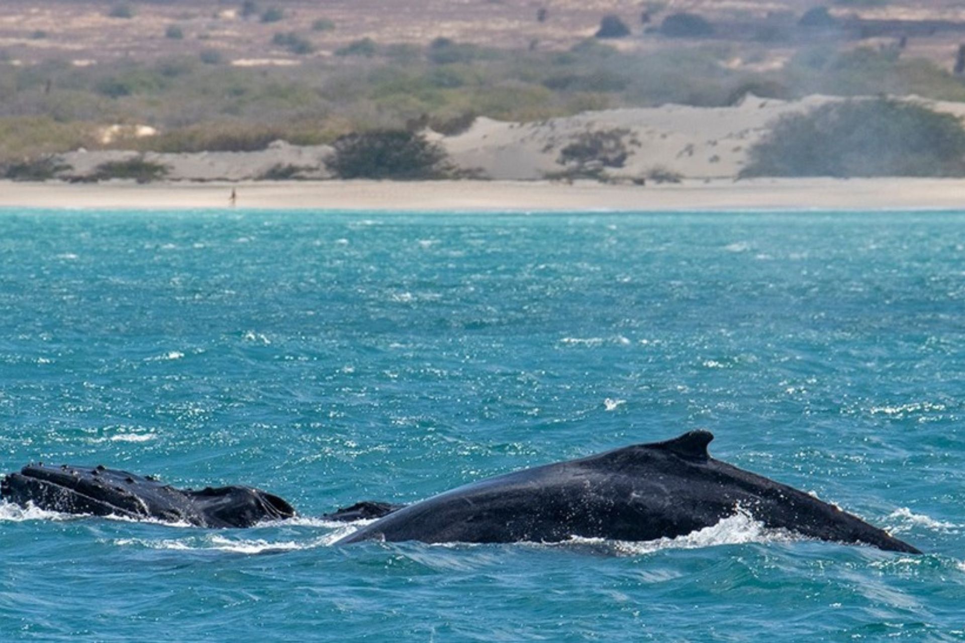 Eco-tourisme à Boa Vista