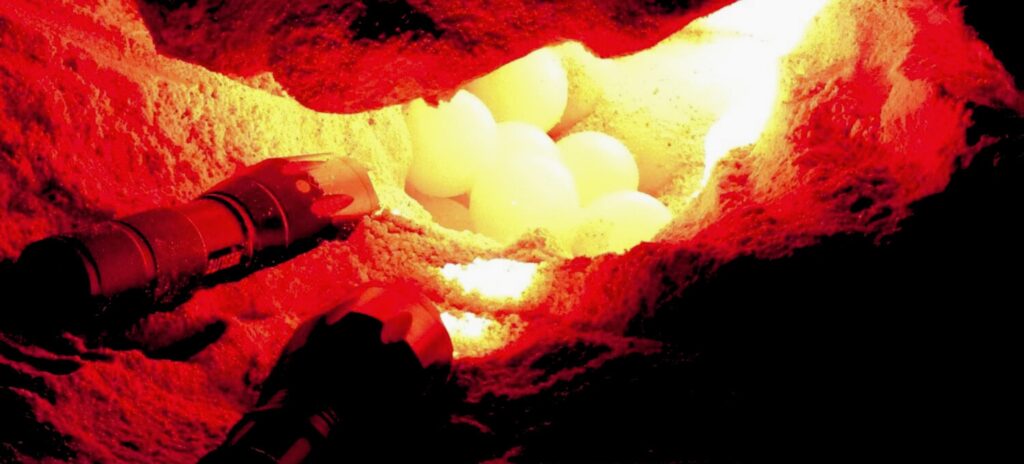 Excursion ponte des tortues de mer à Boa Vista