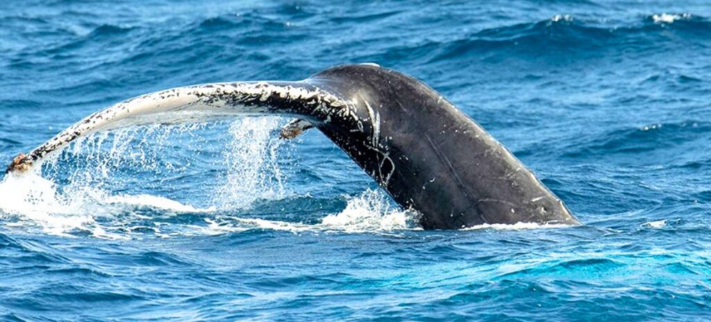 Excursion pour voir les baleines à Boa Vista