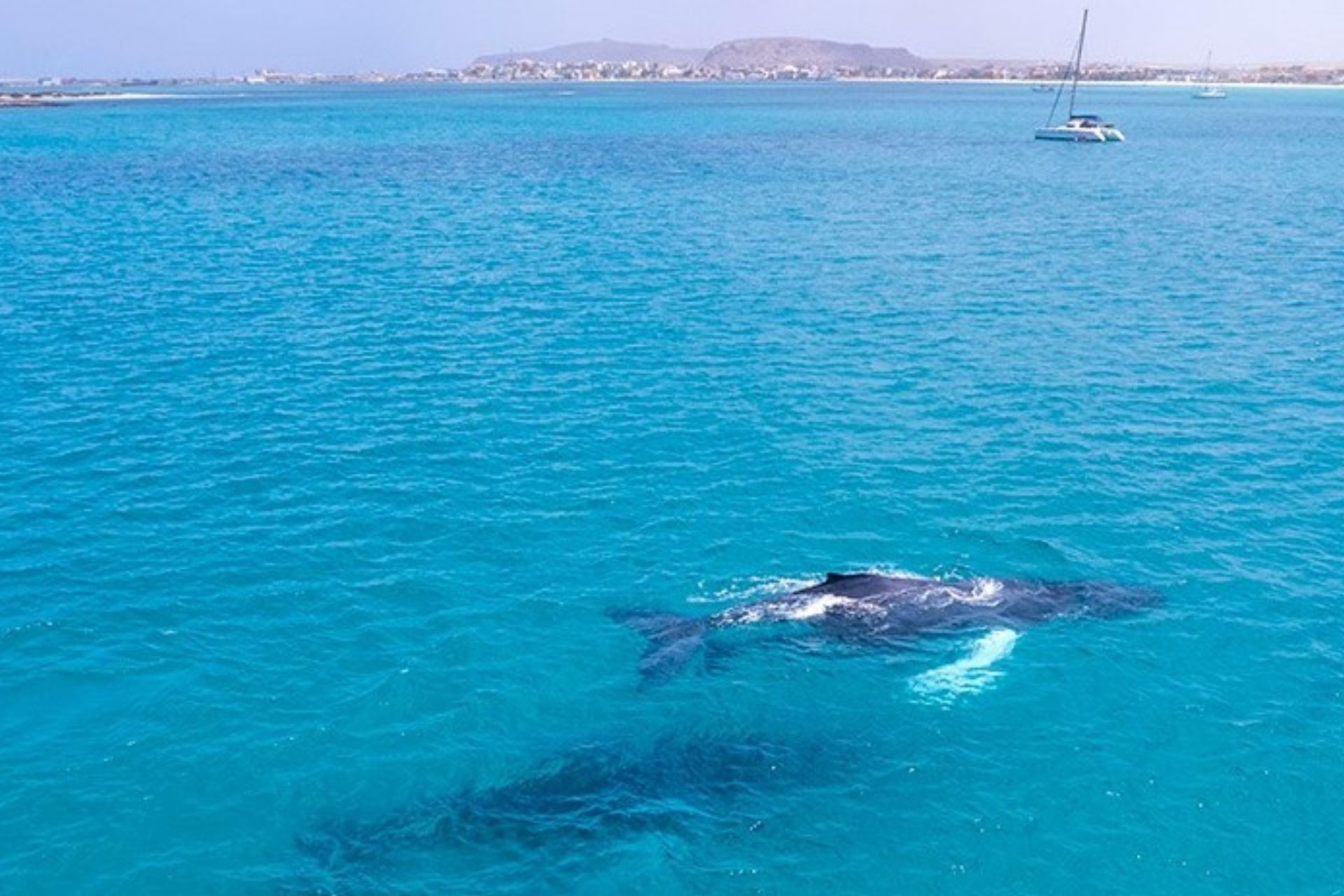 Whale watching francophone à Boa Vista