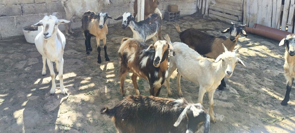 Visite chèvrerie et fabrication de fromage artisanal à Boa Vista