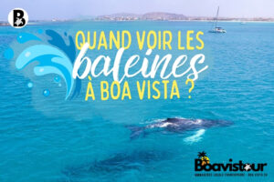 Voir les baleines à Boa Vista